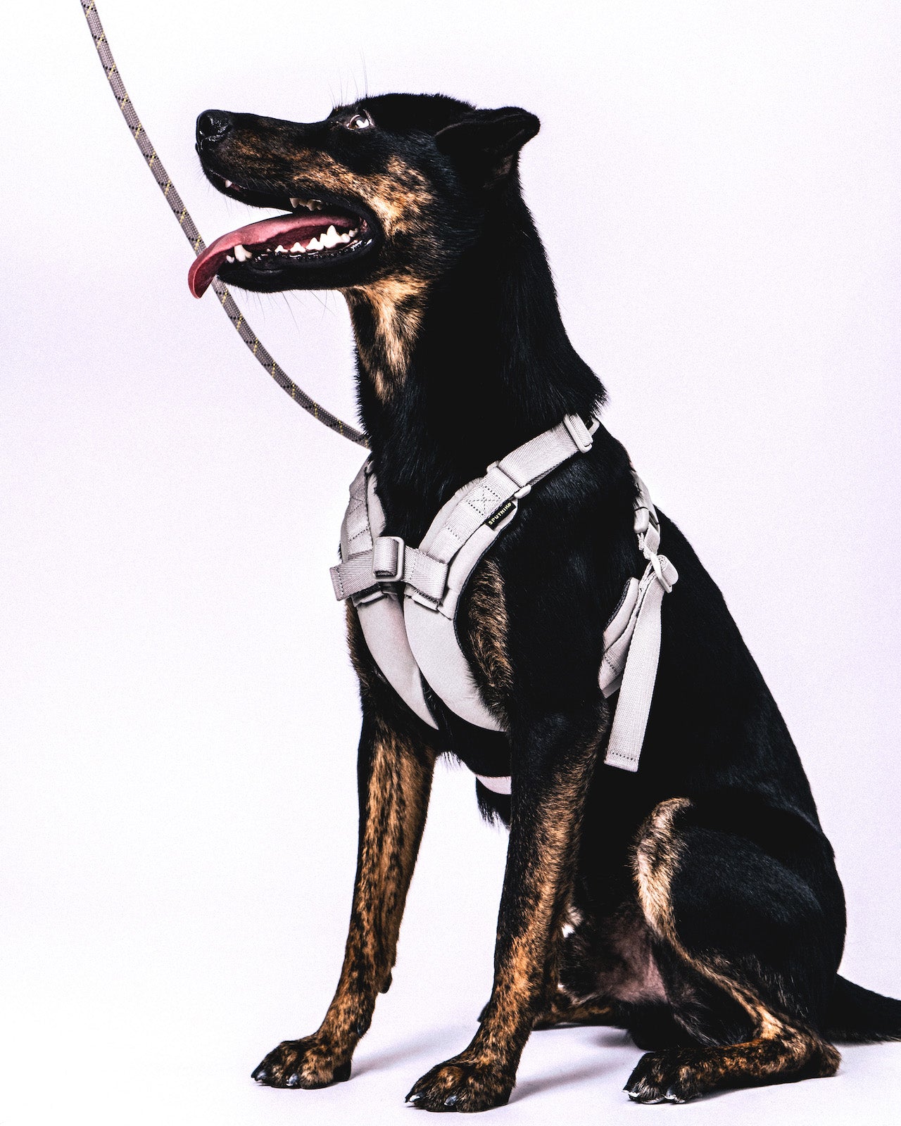 Sputnik x Topologie The Harness / Sputnik Grey